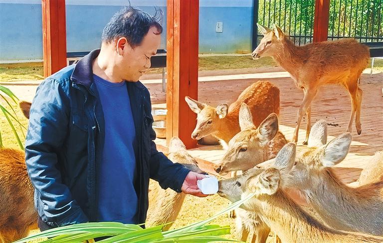 发展产业调研】林下生金冰球突破游戏【高质